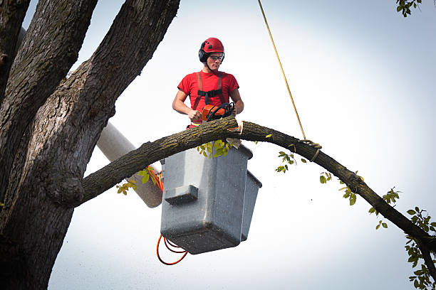 Tree Health Inspection in Villisca, IA